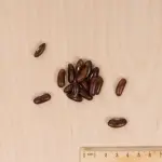 Légumes Secs - Haricot Nain Vert Primel - MEDIA_3D